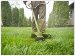 Fertilize Your Lawn (Lawn Care Tips)