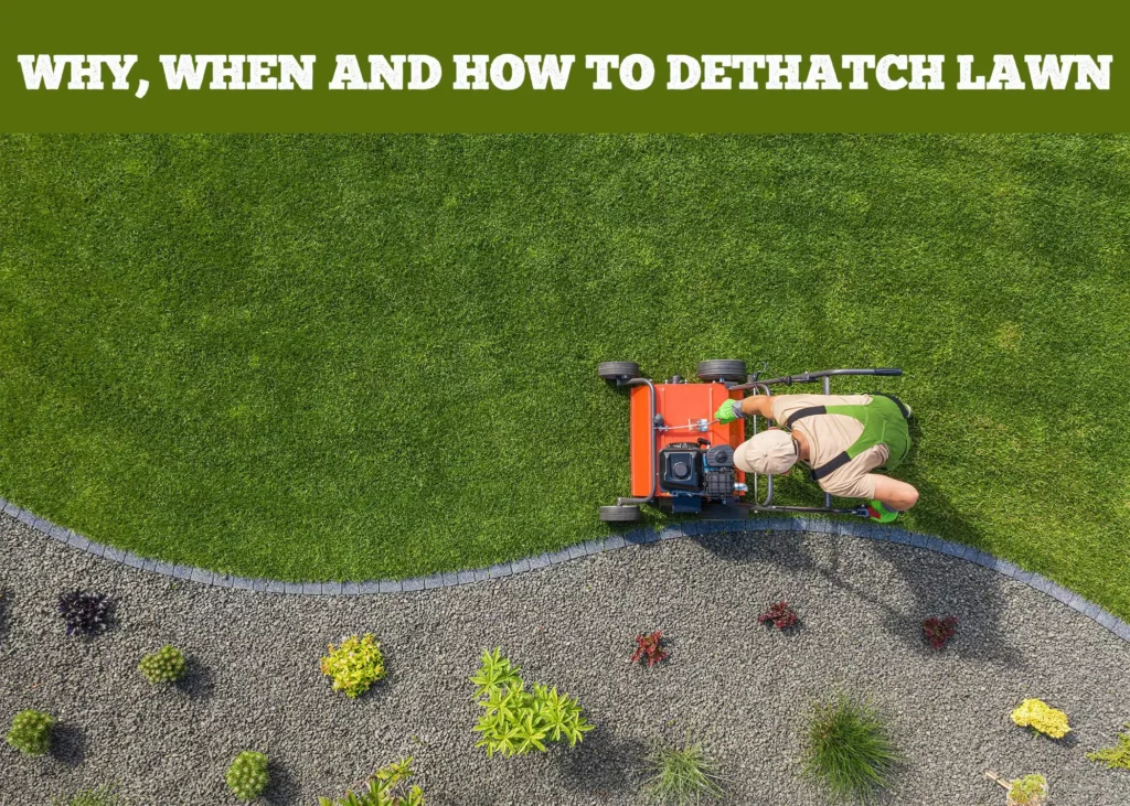 Why, when and how to Dethatch Lawn