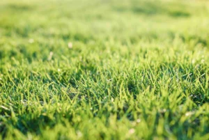 Advantages of Reseeding Your Lawn