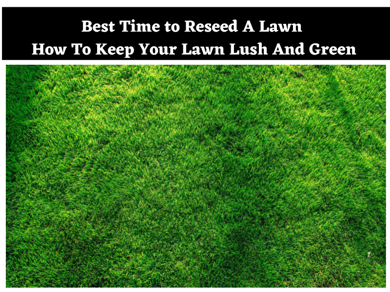 Best Time to Reseed A Lawn 