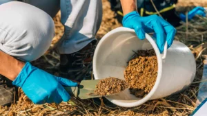 How To Get Rid Of Lawn Grubs Testing your soil