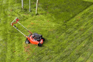 The Best Time to Reseed A Lawn 