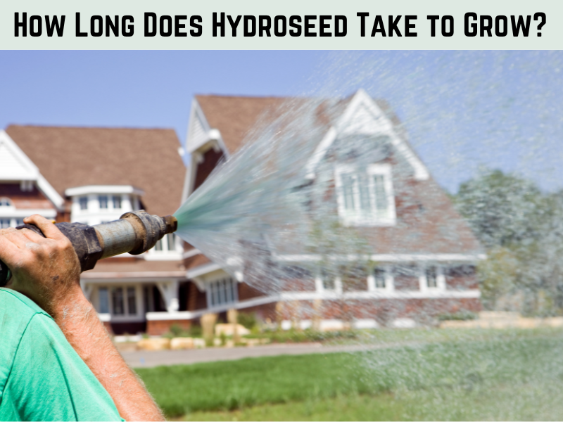How Long Does Hydroseed Take to Grow