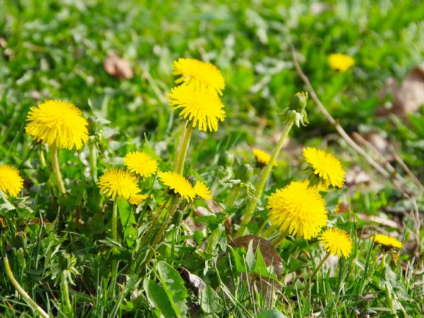 Green field with yellow dandelions. Close-up of yellow spring blossoms dandelions on the ground, macro, wallpaper